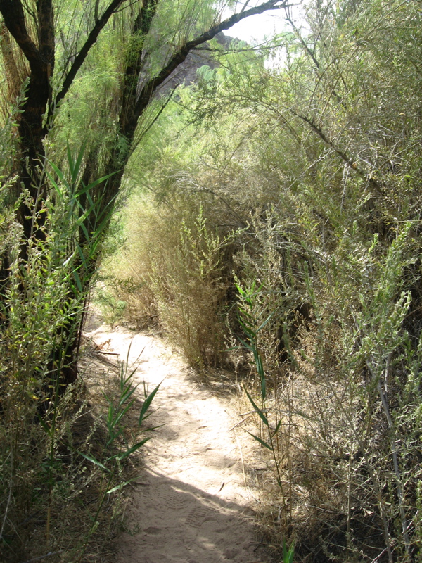 Path to a warm creek