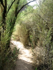Path to a warm creek