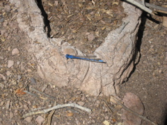 Blue dragonfly