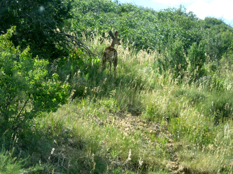 Deer!  We saw a ton of wildlife: does, stags, coyotes, rabbis, birds, but I only managed to photograph this one